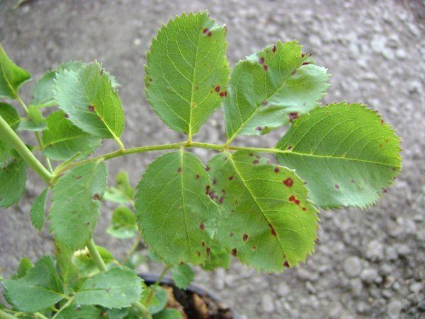  Braune Flecken oder Chalcosporose