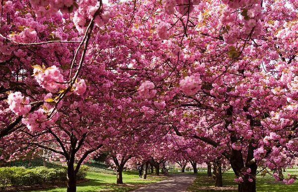  Sakura in voller Blüte