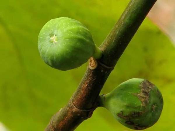  Les principaux parasites des figues - feu de figue, feuille de vigne et puceron de figuier