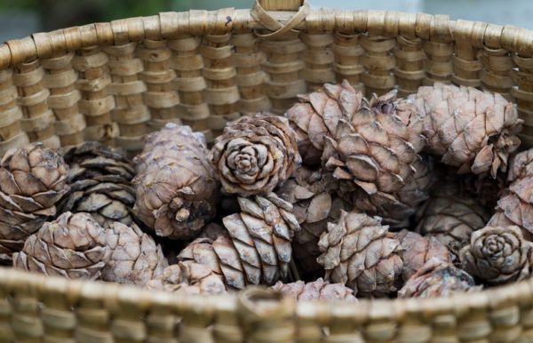  Pommes de pin fraîches et fraîchement récoltées