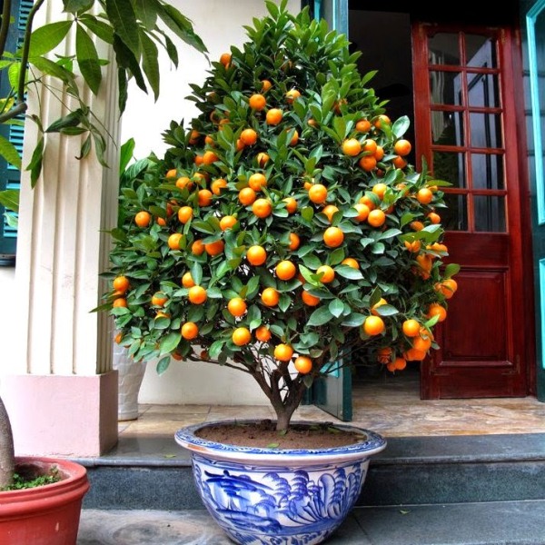  Toutes les variétés de kumquat sont bonnes pour la culture en salle.