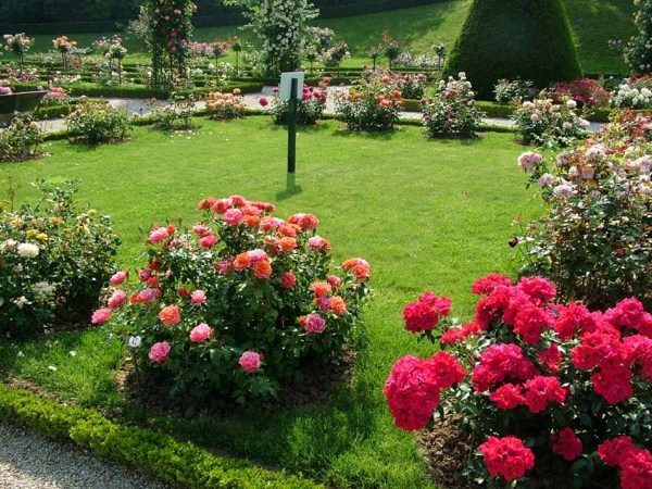  Der Rosengarten wird geschaffen, indem eine Rose auf eine Wildrose gepfropft wird.