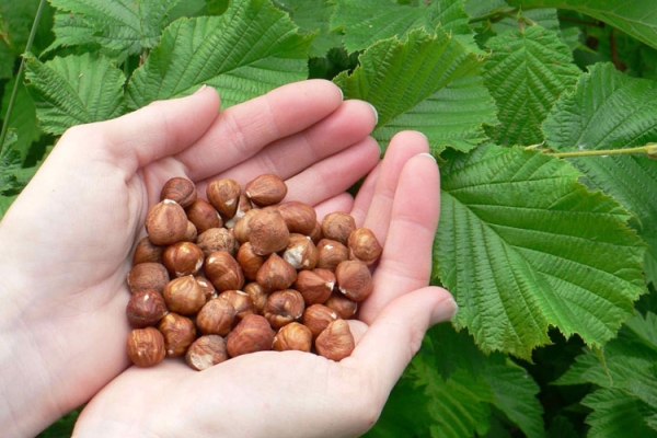  La noisette est capable de satisfaire la faim, prévient la survenue d'une anémie, améliore le fonctionnement du tractus gastro-intestinal et bien plus encore