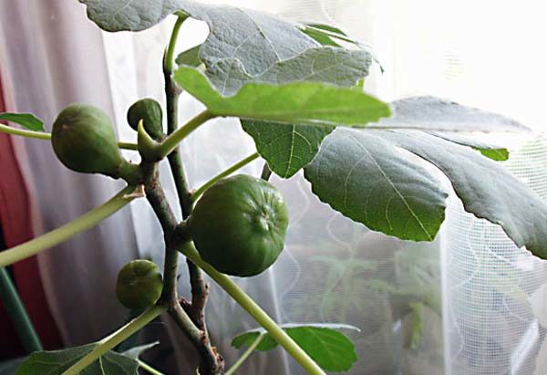  Les figues peuvent être cultivées à la maison comme plante d'intérieur