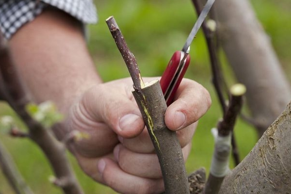  Wie und wann wird das Knospen von Obstbäumen durchgeführt?