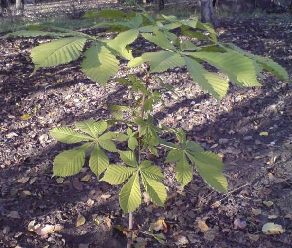  Profondeur de plantation de marronnier d'Inde - 5-7 cm