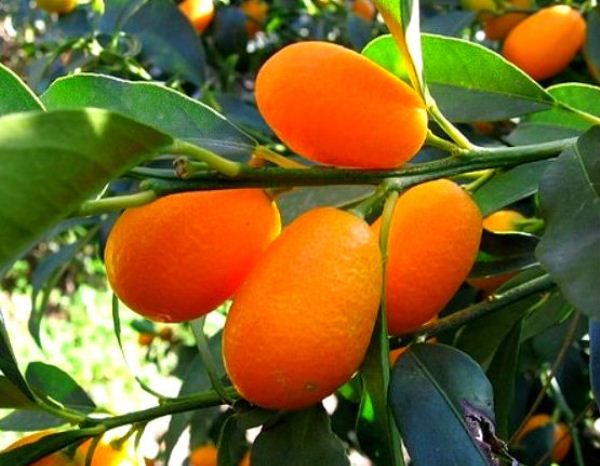  Kumquat - chinesisches Mandarin