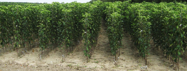  Il est préférable d’acheter les plants d’arbres fruitiers en pépinière.