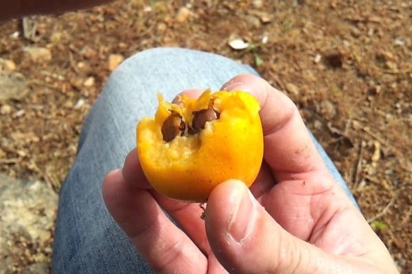  Il est nécessaire de collecter le néflier lorsque les fruits commencent à brunir - leur astringence disparaît, ils deviennent sucrés.