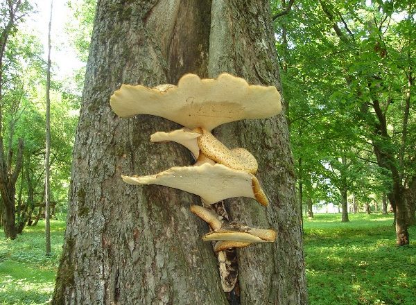  Champignons dans les arbres