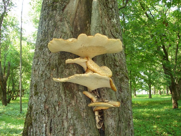  Champignons dans les arbres