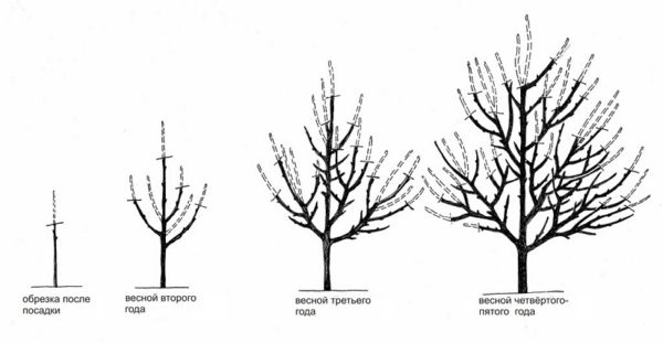  Système de formation de couronnes d'abricot à étages épars