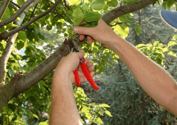  La taille estivale est préférable pour les arbres âgés de 3 ans et plus