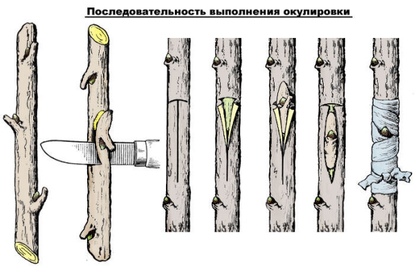  Die richtige Reihenfolge des Knospens