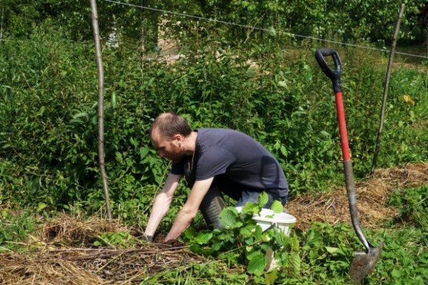  Grube zum Anpflanzen von Haselnuss vorbereiten