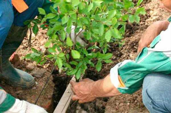  La fréquence de plantation d’épines d’épicéa dépend de la variété