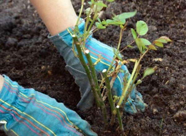  À l'automne, les roses sont plantées dans un lieu permanent.