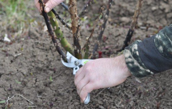  Im Frühjahr und im Herbst müssen trockene und beschädigte Zweige einer Rose geschnitten werden.