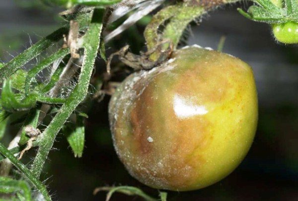  Tomate et tige affectées par la moisissure grise