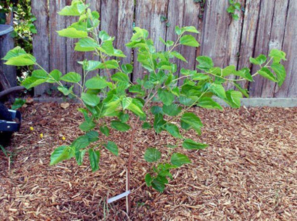  Lorsque vous achetez un plant de mûrier, privilégiez le matériel de plantation cultivé dans votre région.