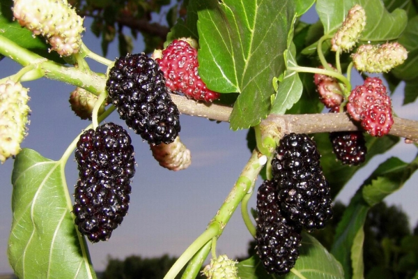  Maulbeerfrüchte enthalten die Vitamine C, B1, B2, B3, A, Folsäure