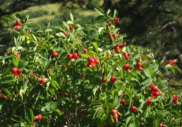  Wilder Rosenbusch mit Früchten