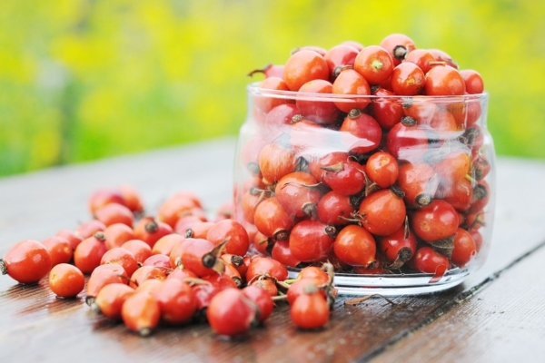  Hagebutten - frisch und getrocknet - enthalten viel Vitamin C