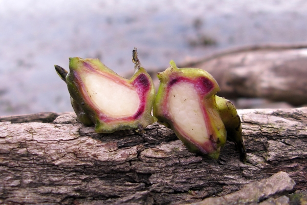  Chilim, Wassernuss, Rogulnik - wo es lebt, nützliche Eigenschaften, Rezepte