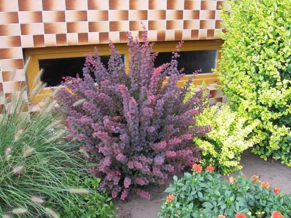  Berberitze Thunberg Atropurpurea im Gartengrundstück