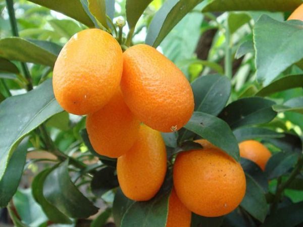  Kumquat-Früchte sind vorteilhaft für die Aufrechterhaltung des Immunsystems.