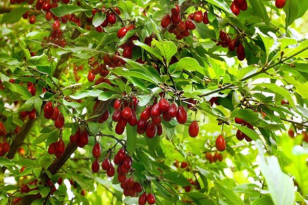  Hartriegelbeeren beginnen zu verwenden, wenn die Abtreibung droht