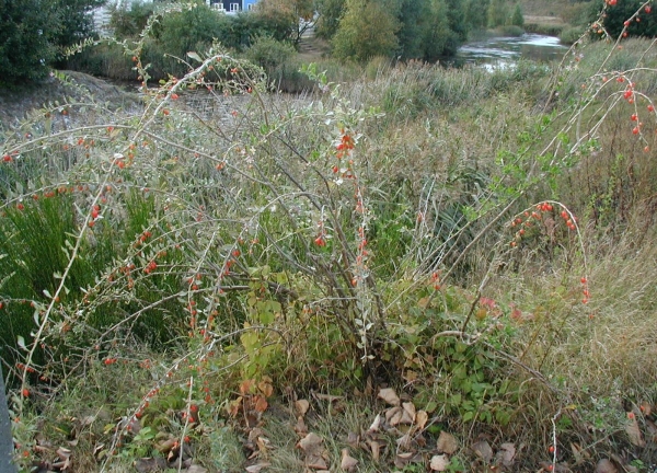  An den Waldrändern, am Fuße der Berge, entlang den Wegen der Waldlandungen kann man Dereza gewöhnlich finden