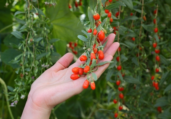  Dereza-Beeren enthalten einen reichen Komplex an Vitaminen, Mineralstoffen, Makro- und Mikroelementen, Aminosäuren und Polysacchariden