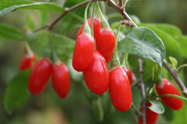  Dereza gewöhnliche: Eigenschaften der Beeren, Anpflanzung und Pflege, Verwendung