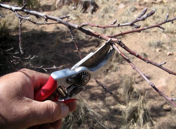  Aprikose im Frühling, Sommer und Herbst beschneiden: Regeln und Technik