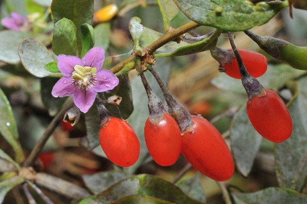  Dereza gewöhnlich gehört zur Familie Solanaceae und ist ein mehrjähriger Strauch