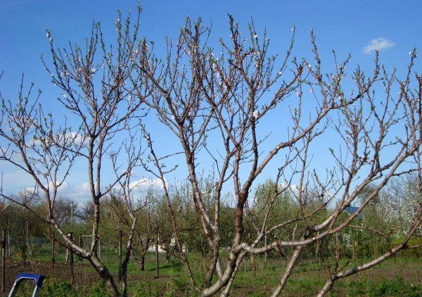  Aprikose benötigt ein komplexes Beschneiden, weshalb dieses Verfahren im Frühjahr, Herbst und Sommer durchgeführt wird