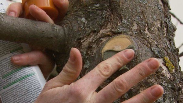  Stellen von Aprikosenscheiben sollten sofort mit einem speziellen Gartenabstand oder normaler Farbe für Holzbeschichtungen behandelt werden.