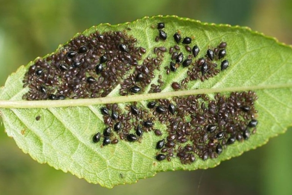  Pucerons sur les feuilles d'amandier