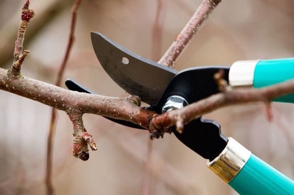  Aprikosenschnitt mit Gartenschere