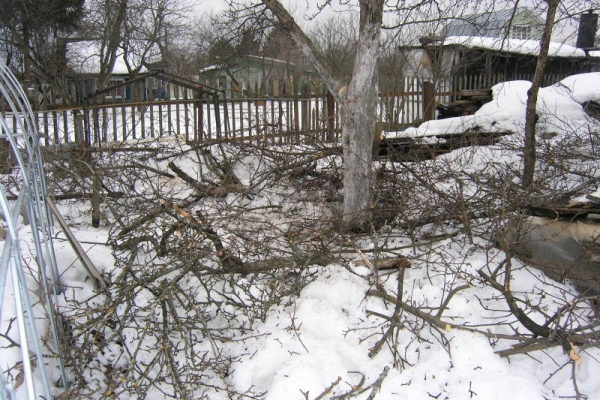  Das Beschneiden im Winter ist nur für Gärtner möglich, die in warmen Regionen mit mildem Klima leben.