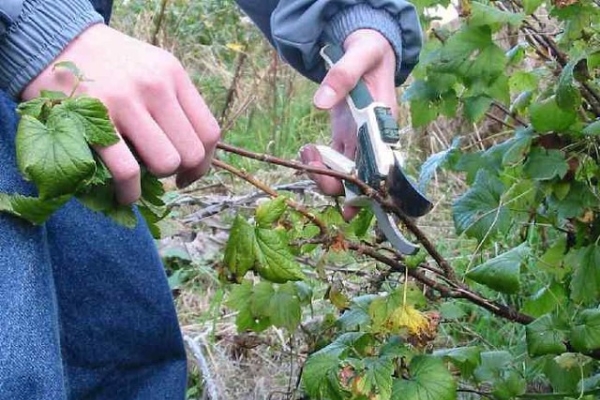  Schwarze, rote und weiße Johannisbeeren im Herbst beschneiden: Anleitung für Anfänger