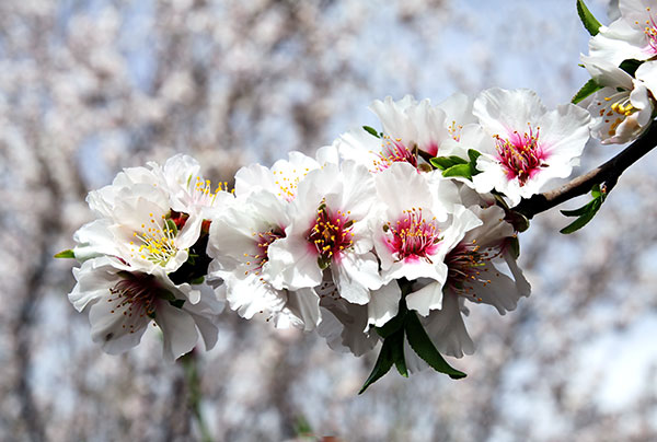  Mandelblumen blühen im März-April mit weißen oder hellrosa Blüten.