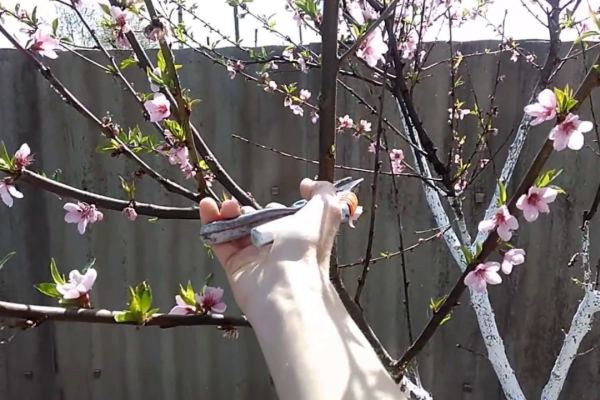  Mandeln werden im Frühling, nach der Blüte und Herbst, nach dem Laubfall geschnitten