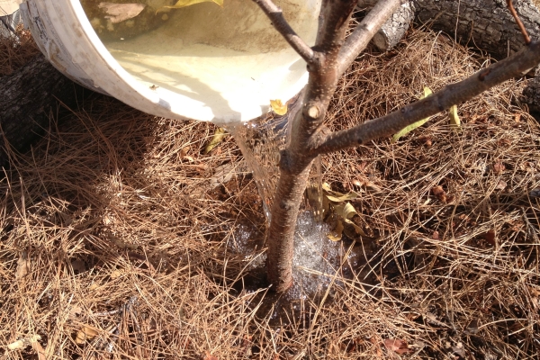  Le soin aux amandes consiste en un arrosage régulier, en relâchant le cercle du tronc, en s'habillant