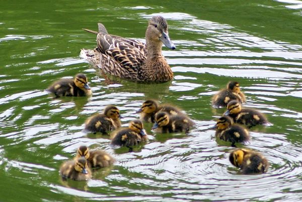  Aliments pour canards sauvages