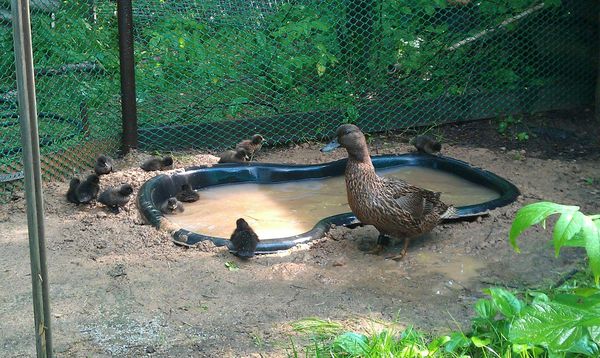  Beim Fahren werden Wildenten 4-mal täglich gefüttert.