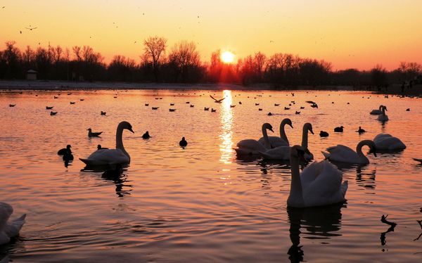  Bei einer großen Anzahl von Vögeln im Teich müssen Enten zusätzlich gefüttert werden