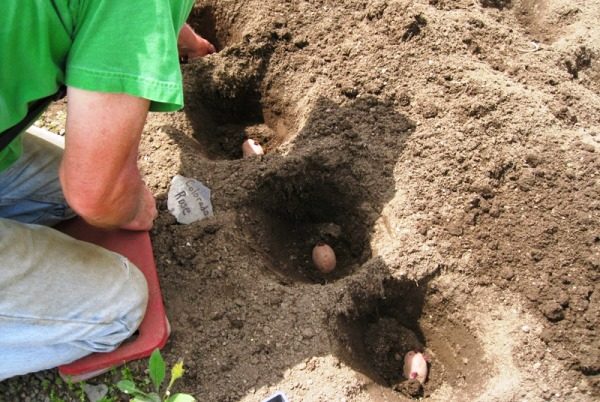  Lors de la plantation du matériel de plantation préparé doit être placé tubercules de pomme de terre avec la profondeur la plus égale