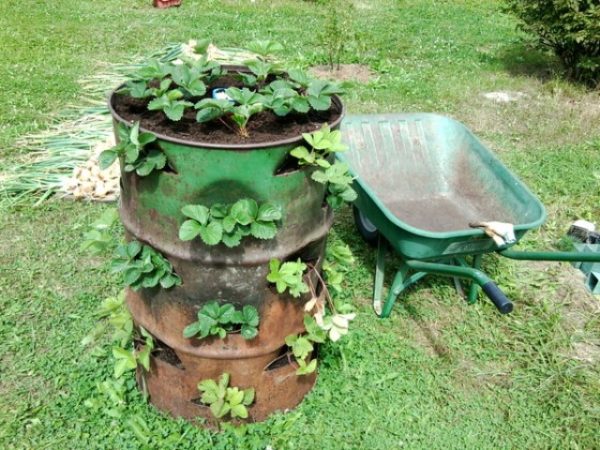  Fraises dans un tonneau sur la parcelle de jardin